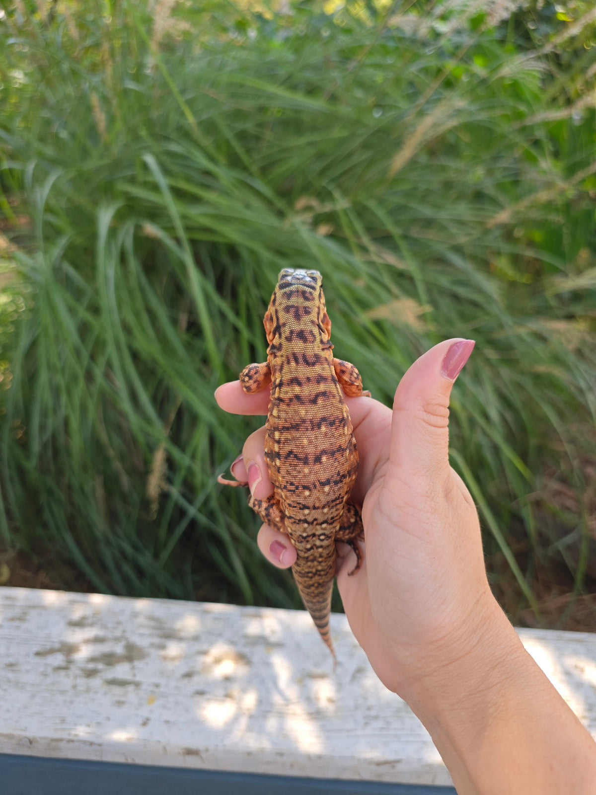 Tribrid Female Tegu- Rajah x Trinity