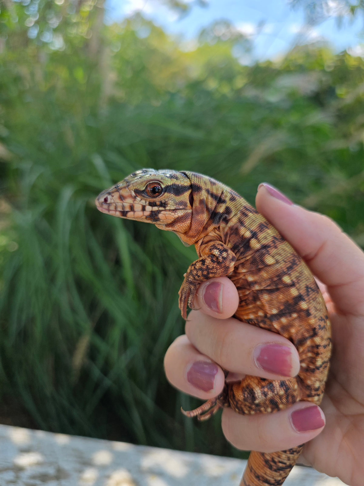 Tribrid Female Tegu- Rajah x Trinity