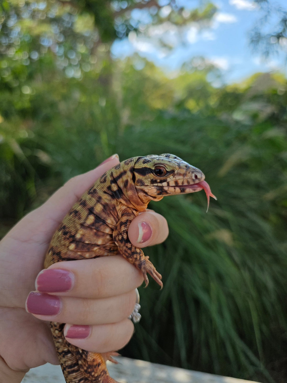 Tribrid Female Tegu- Rajah x Trinity