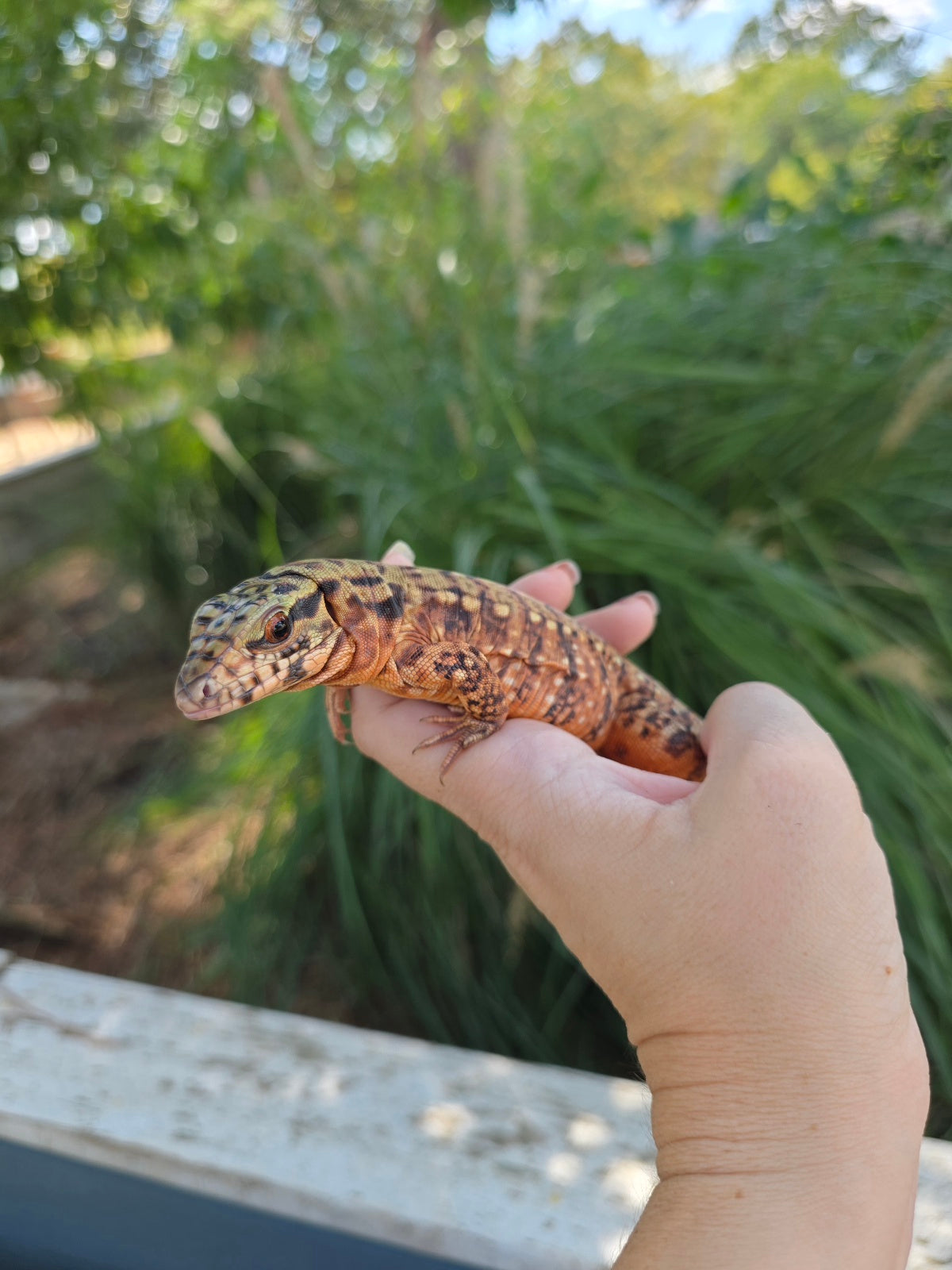 Tribrid Female Tegu- Rajah x Trinity