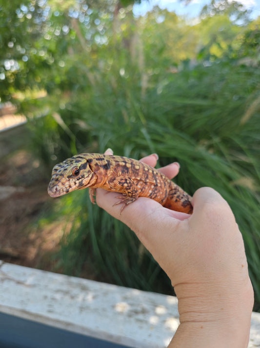 Tribrid Female Tegu- Rajah x Trinity