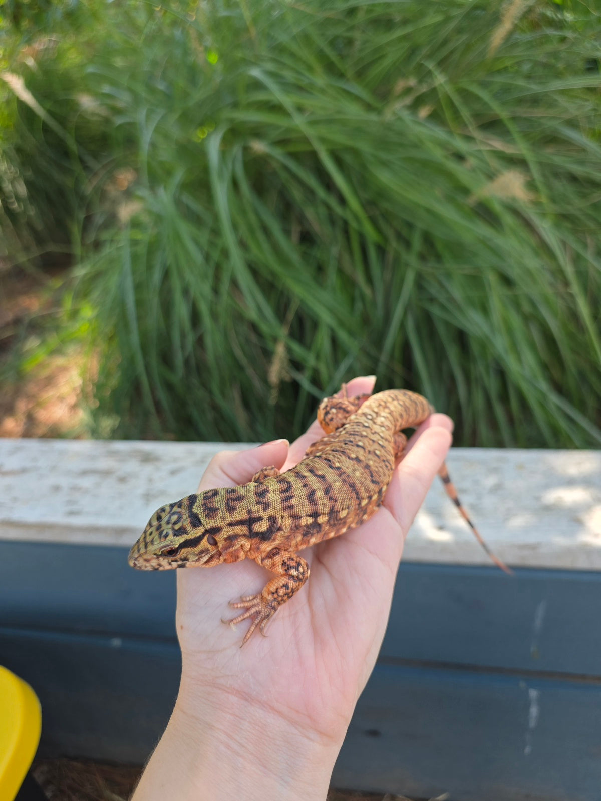 Tribrid Female Tegu- Rajah x Trinity