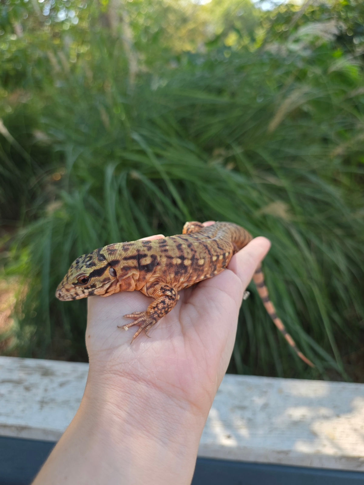 Tribrid Female Tegu- Rajah x Trinity