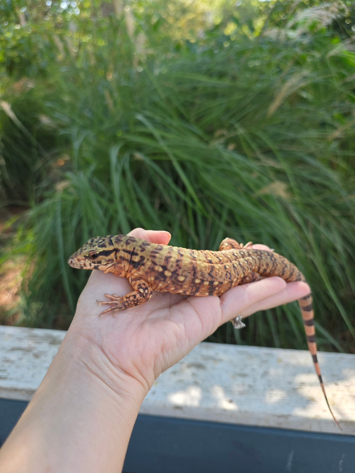 Tribrid Female Tegu- Rajah x Trinity
