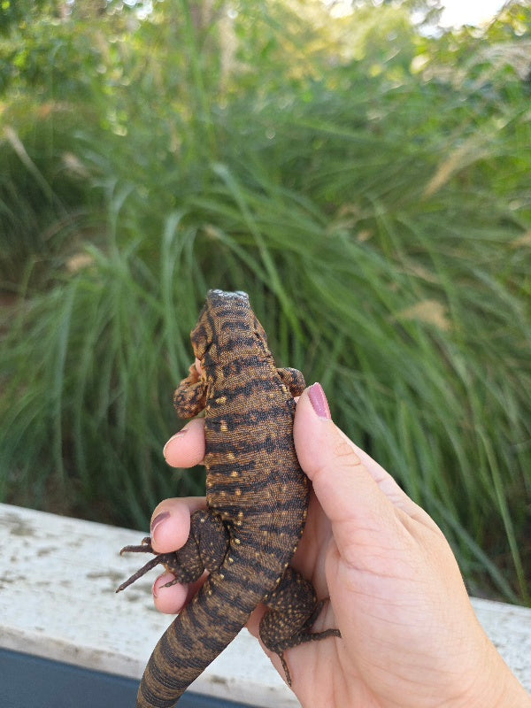 Tribrid Female Tegu- Rajah x Trinity