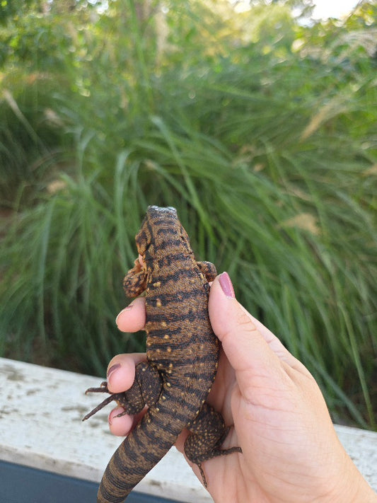 Tribrid Female Tegu- Rajah x Trinity