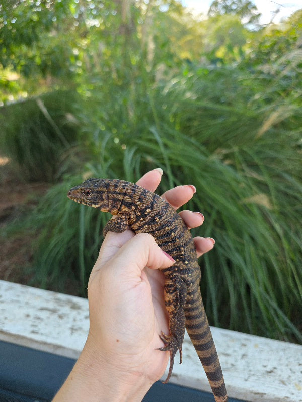 Tribrid Female Tegu- Rajah x Trinity