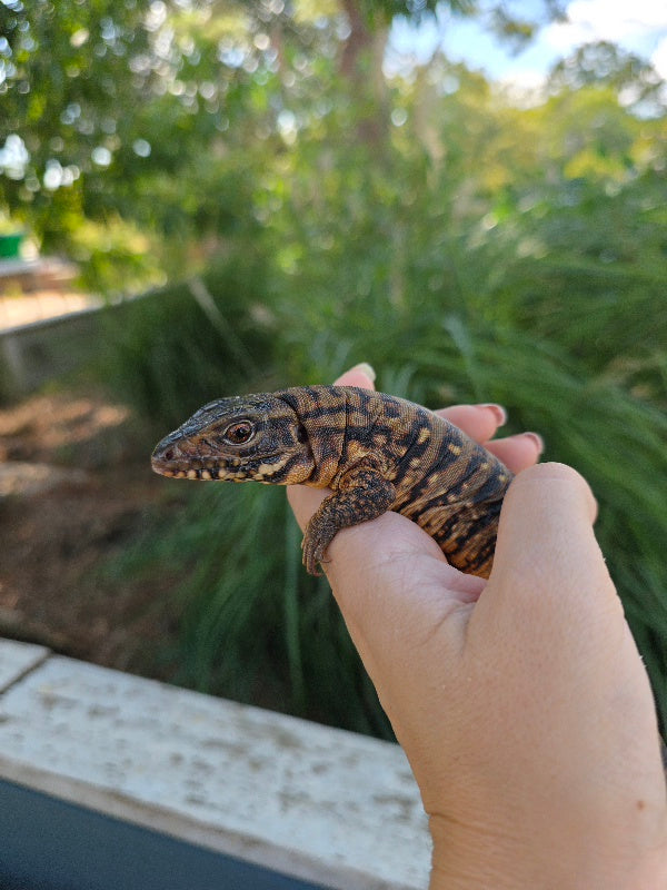 Tribrid Female Tegu- Rajah x Trinity