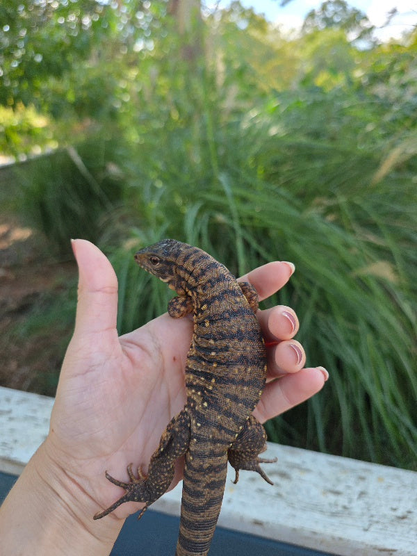 Tribrid Female Tegu- Rajah x Trinity