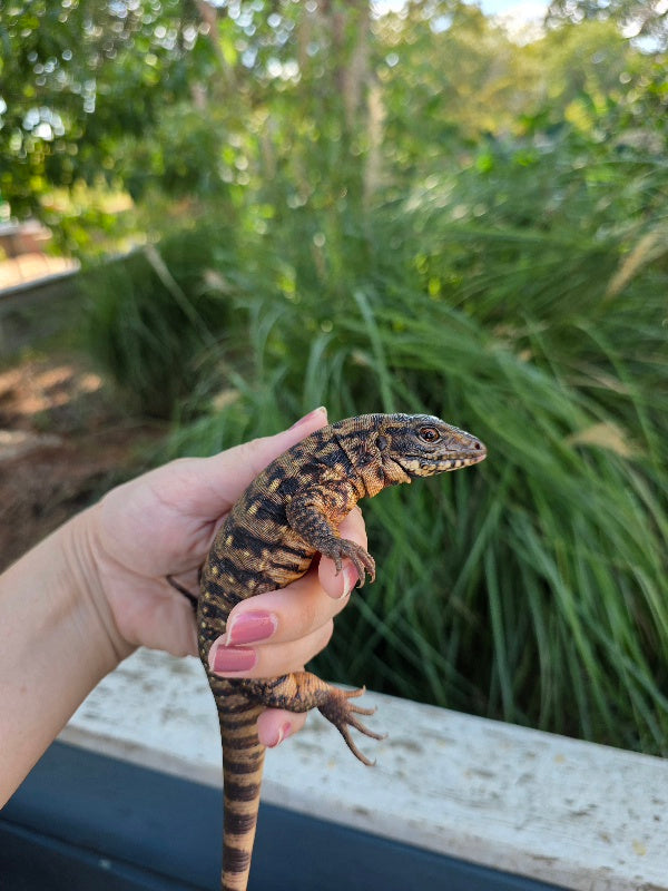 Tribrid Female Tegu- Rajah x Trinity