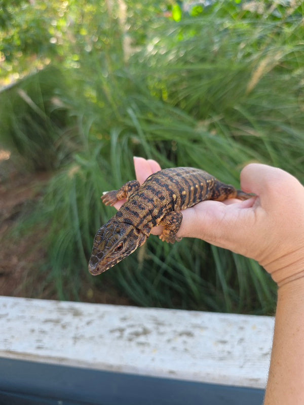 Tribrid Female Tegu- Rajah x Trinity
