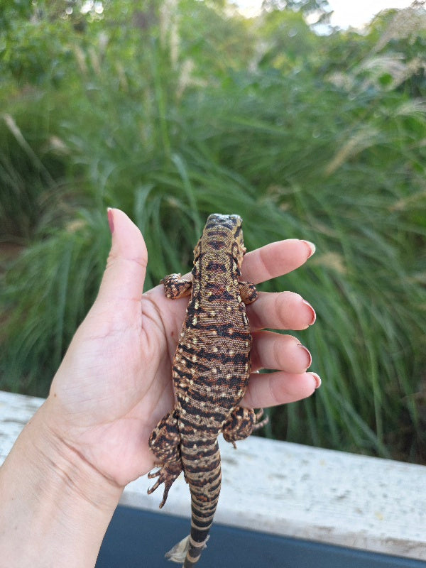Tribrid Female Tegu- Rajah x Trinity