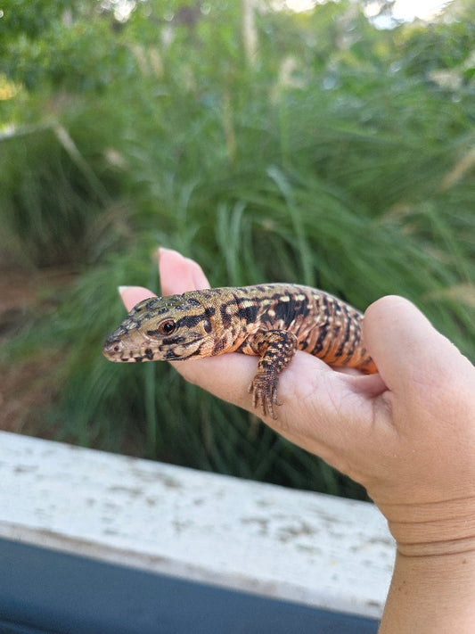 Tribrid Female Tegu- Rajah x Trinity