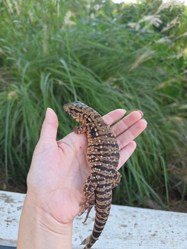 Tribrid Female Tegu- Rajah x Trinity
