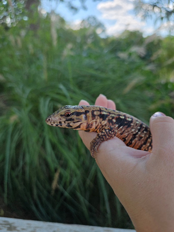 Tribrid Female Tegu- Rajah x Trinity
