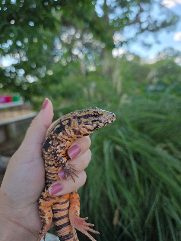 Tribrid Female Tegu- Rajah x Trinity