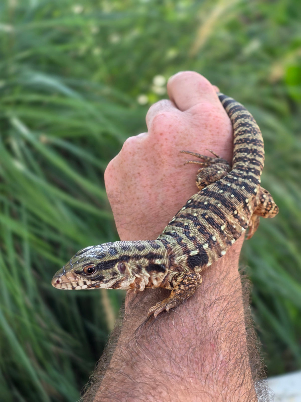 Tribrid Male Tegu- Rajah x Trinity