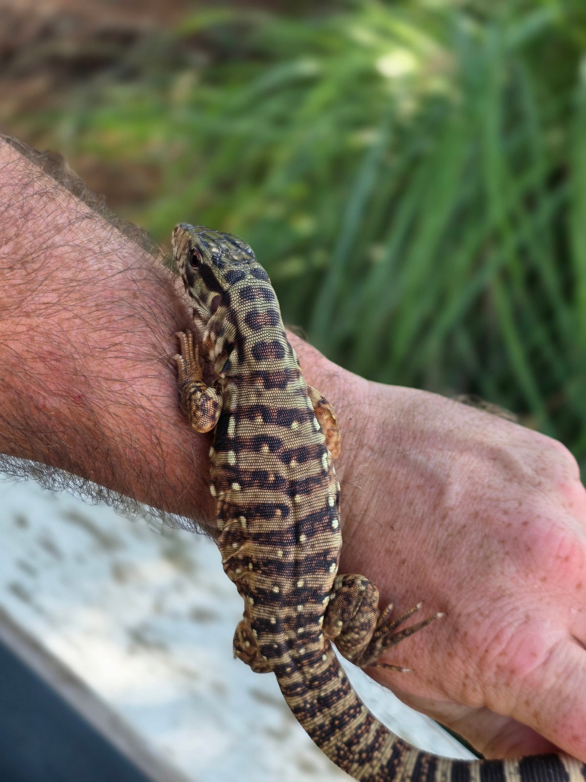 Tribrid Male Tegu- Rajah x Trinity