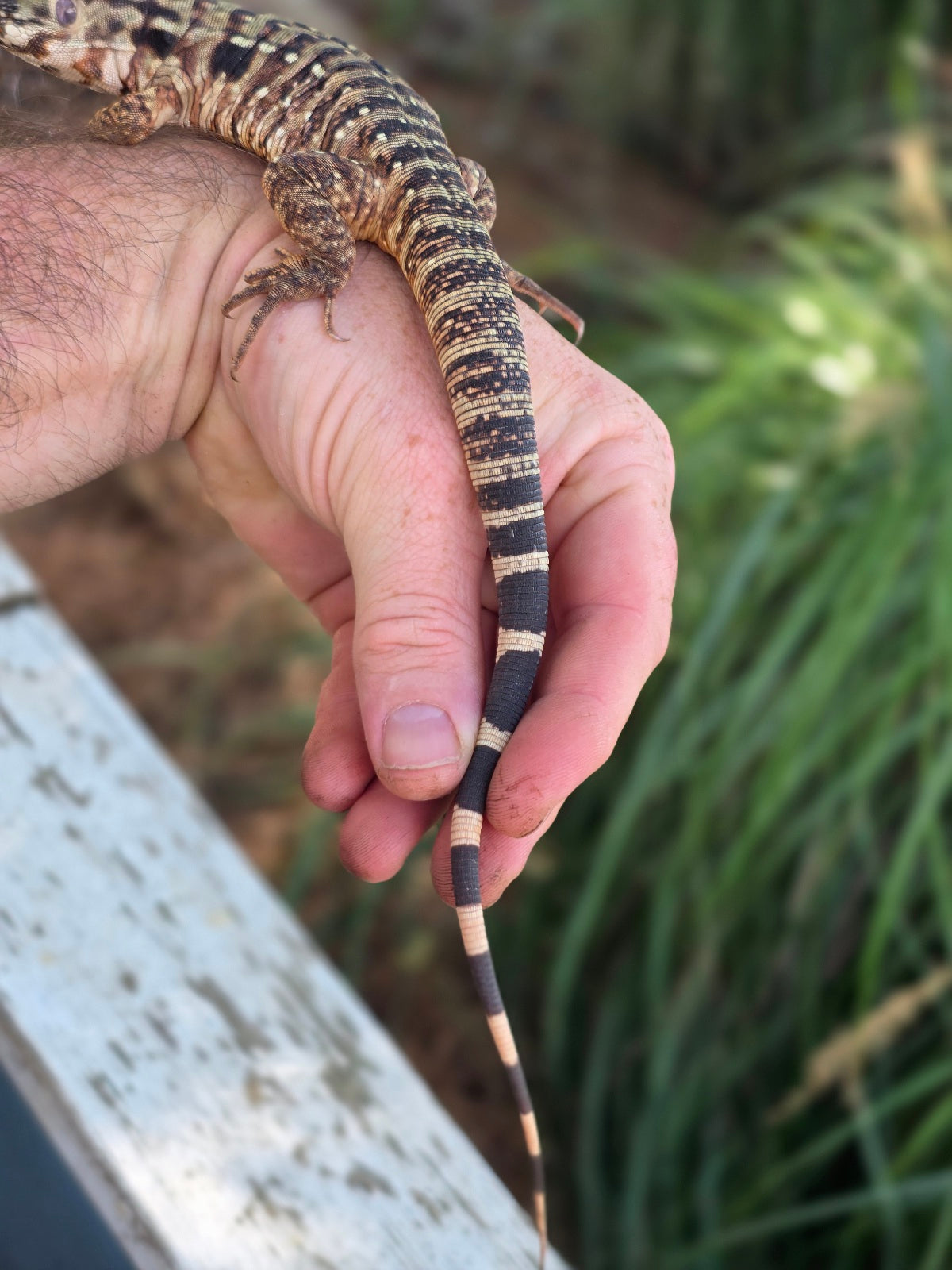 Tribrid Male Tegu- Rajah x Trinity