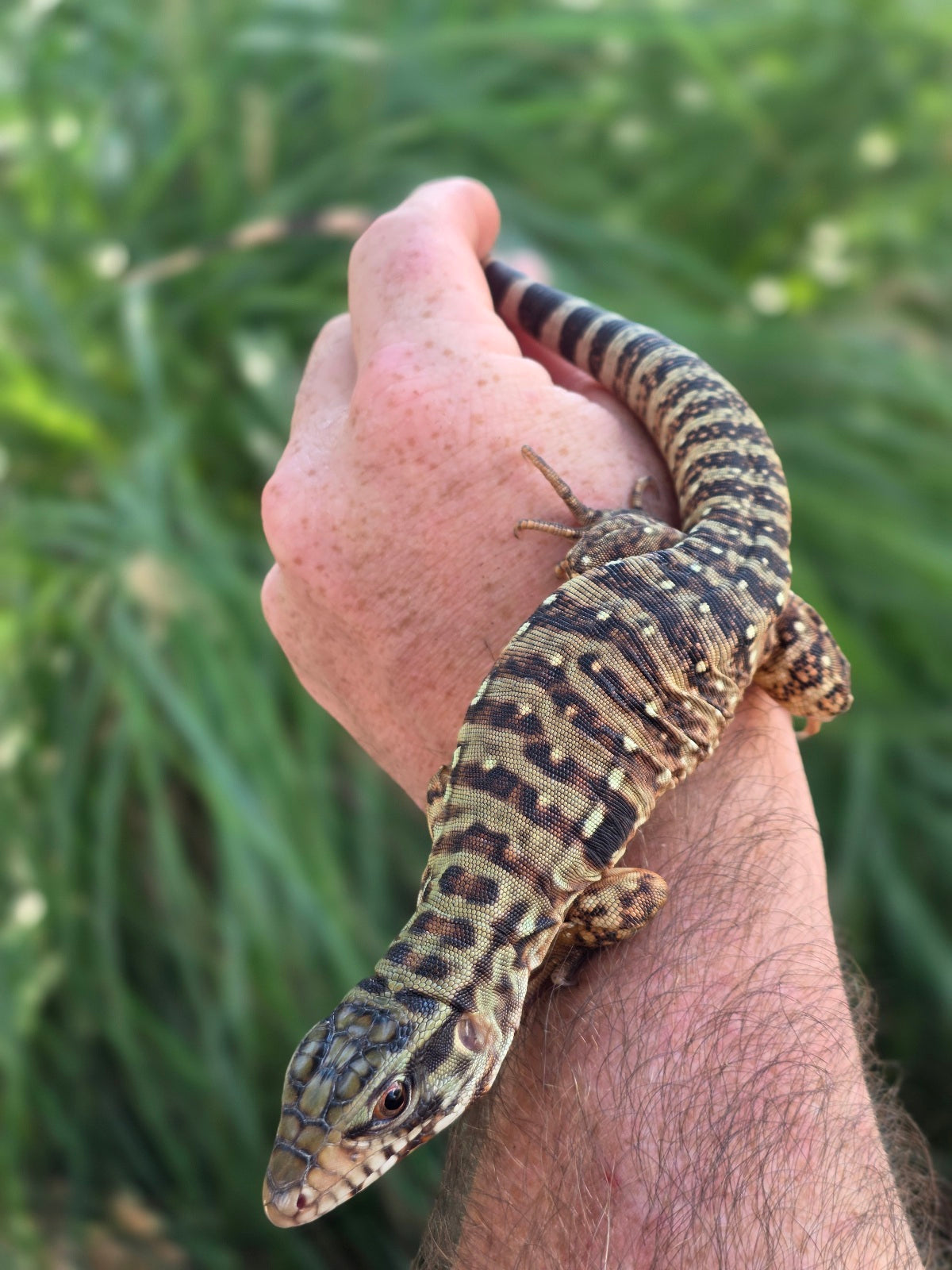 Tribrid Male Tegu- Rajah x Trinity