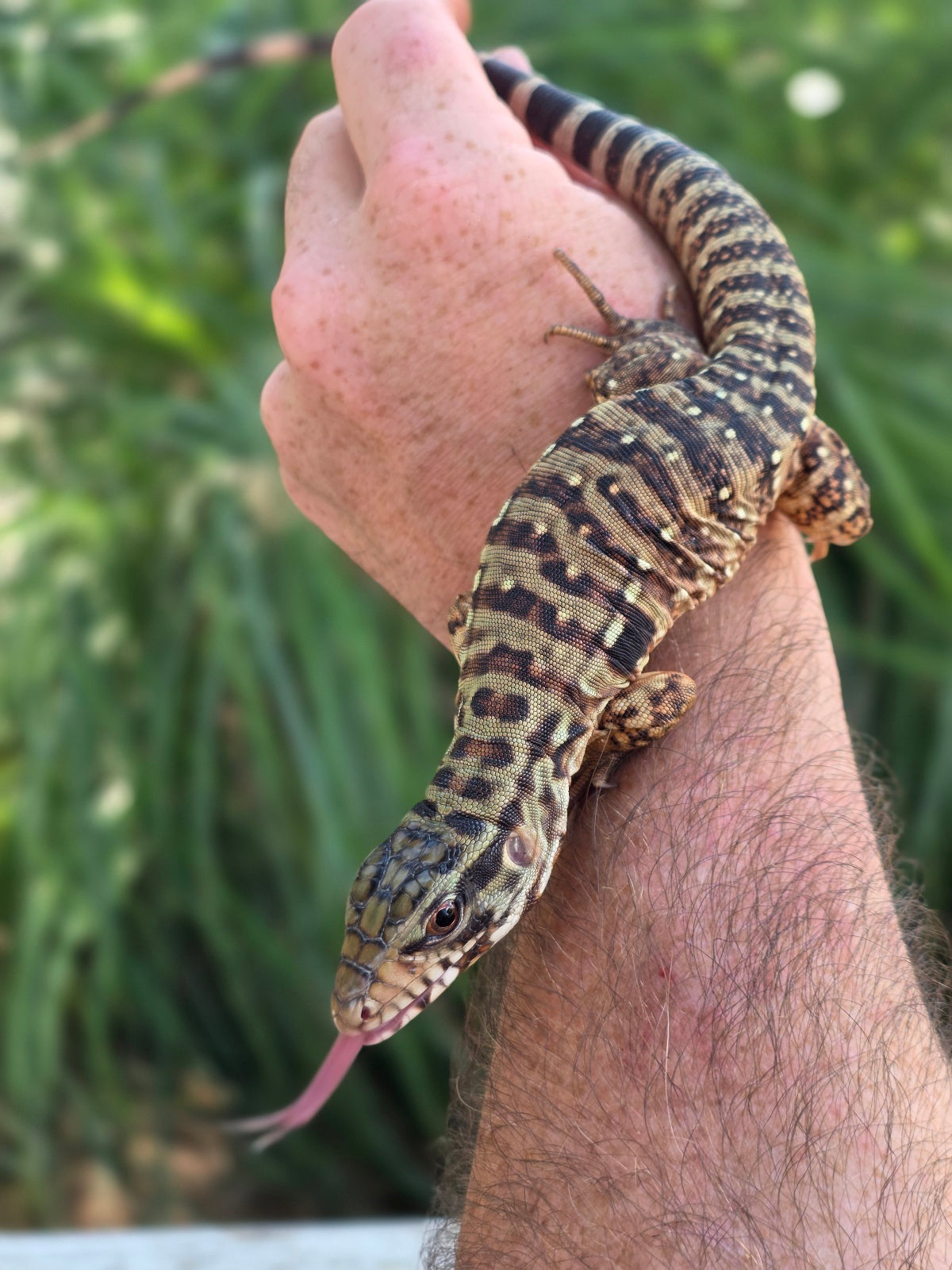 Tribrid Male Tegu- Rajah x Trinity
