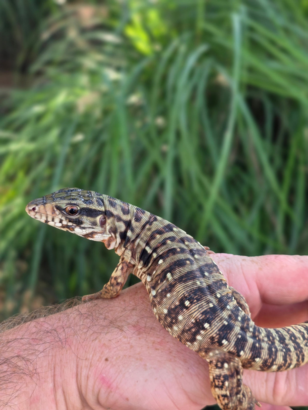Tribrid Male Tegu- Rajah x Trinity