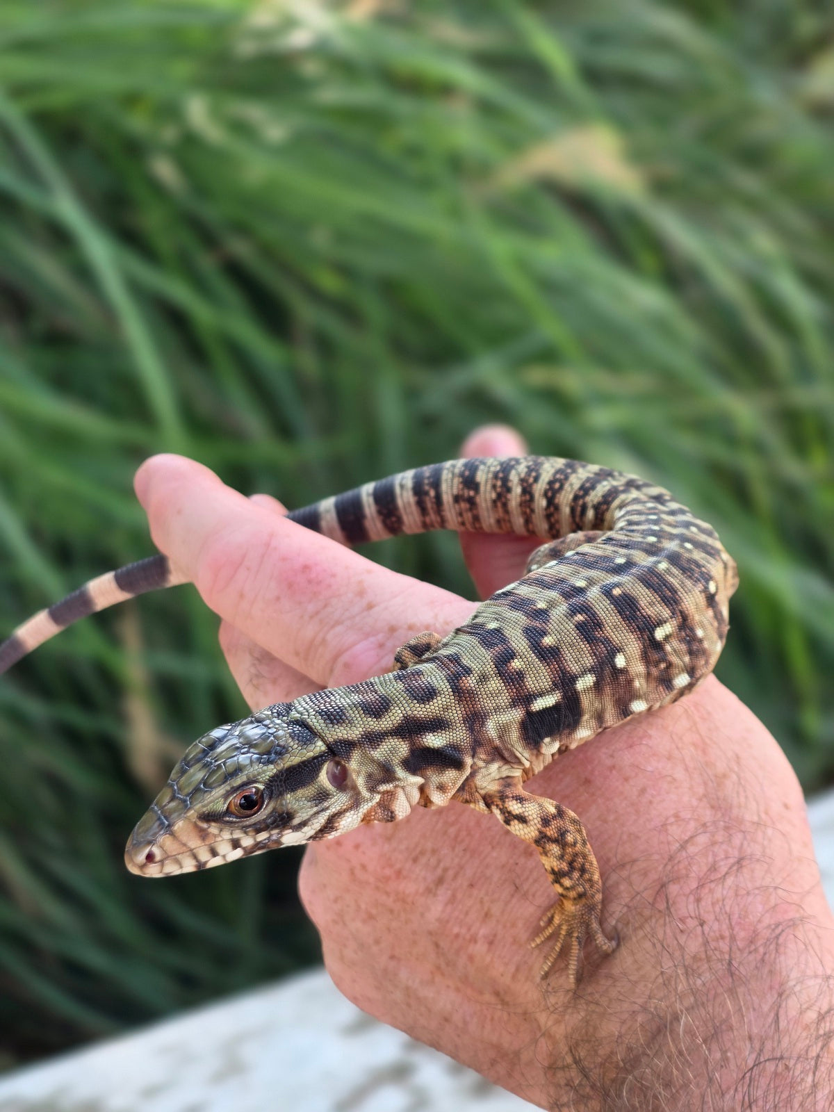 Tribrid Male Tegu- Rajah x Trinity