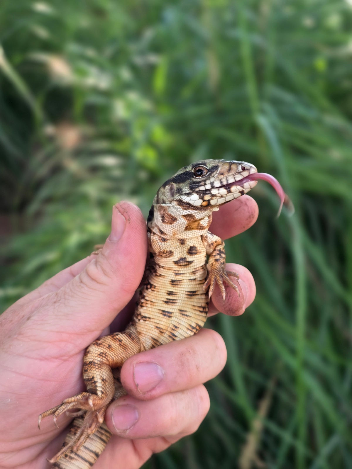 Tribrid Male Tegu- Rajah x Trinity