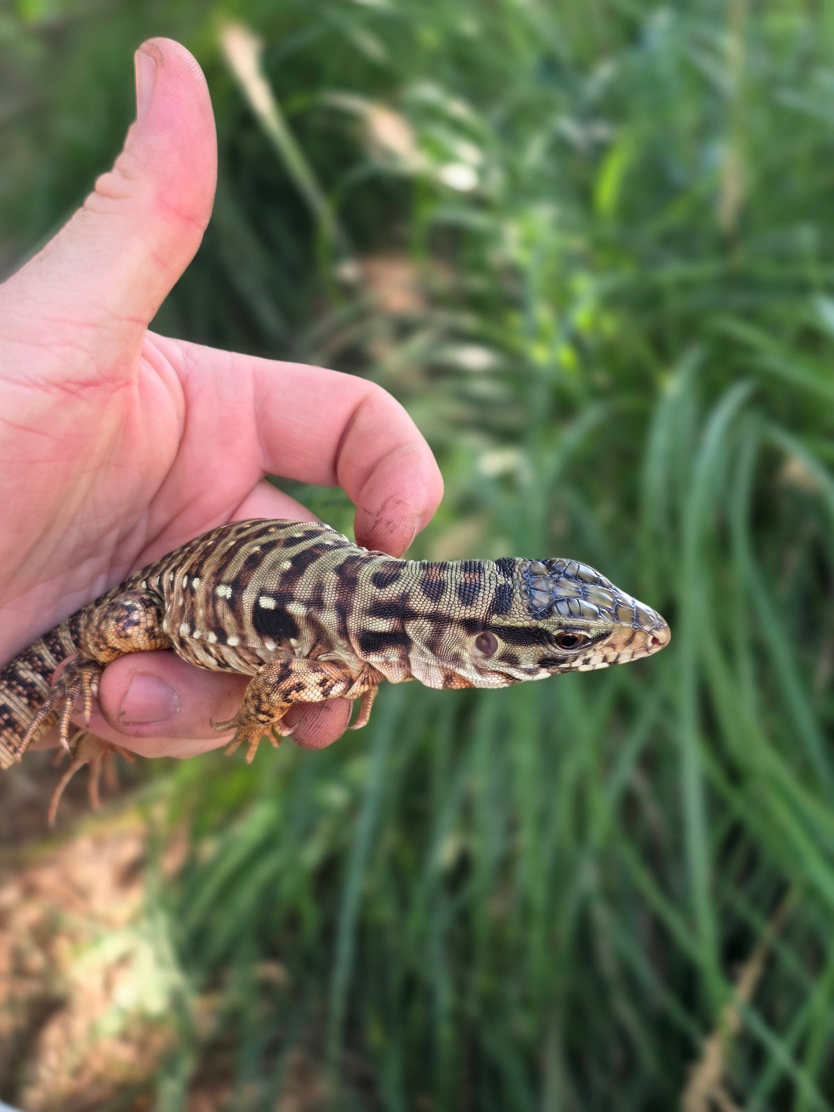 Tribrid Male Tegu- Rajah x Trinity