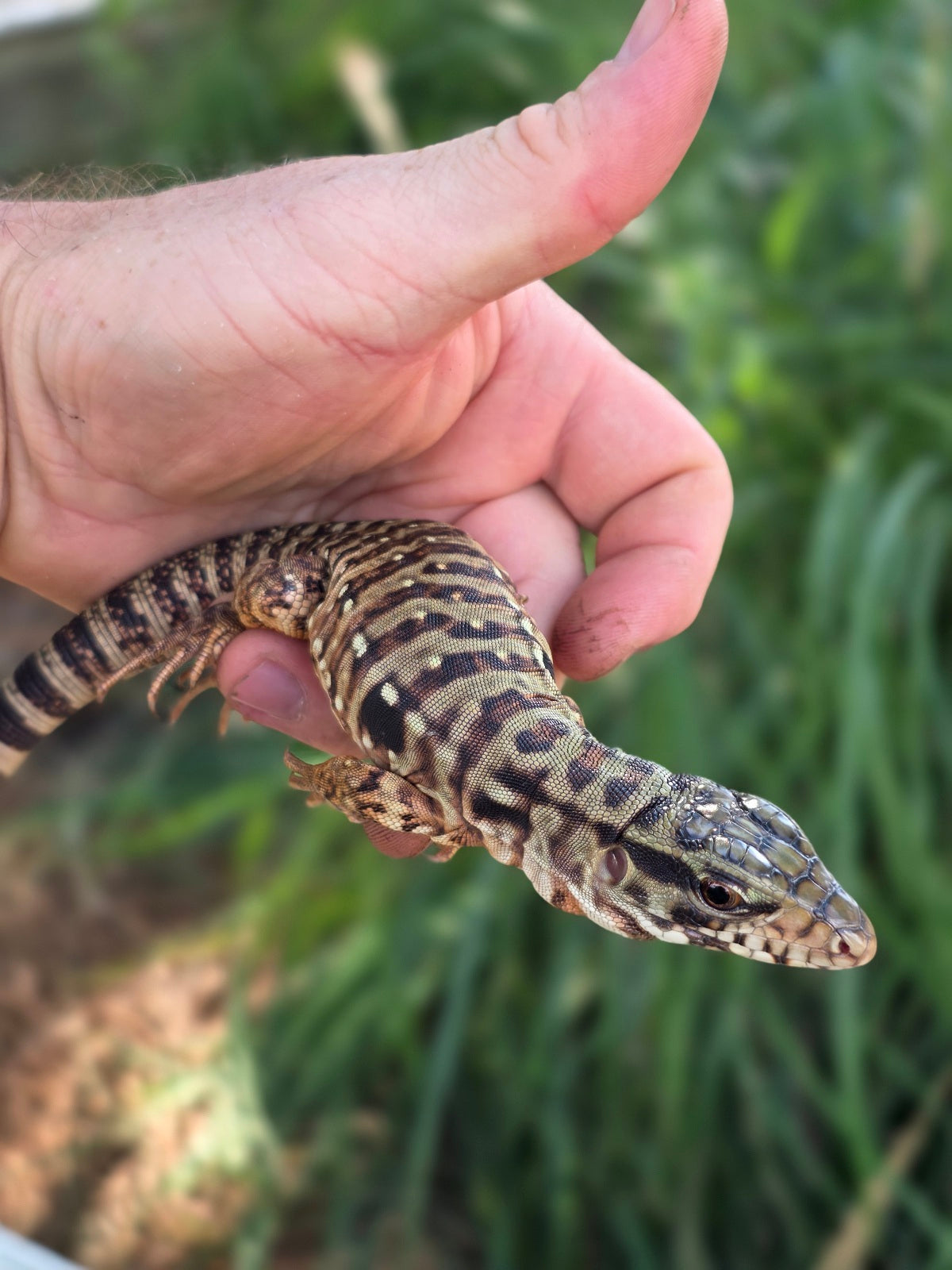 Tribrid Male Tegu- Rajah x Trinity