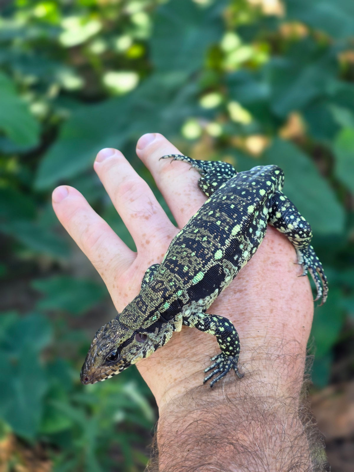 Male Blue Tegu 100% Het Albino- Tsunami x Luna