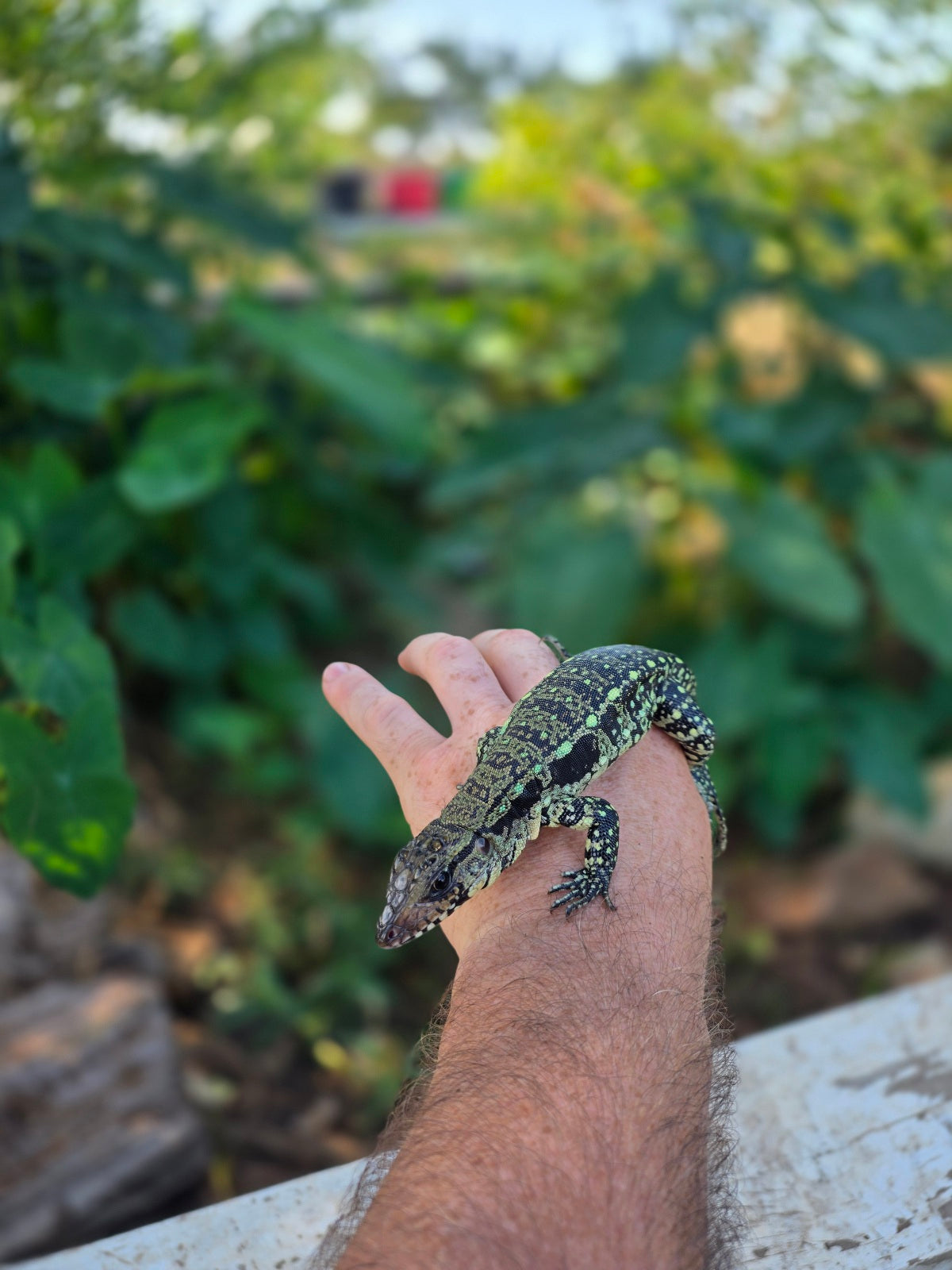 Male Blue Tegu 100% Het Albino- Tsunami x Luna