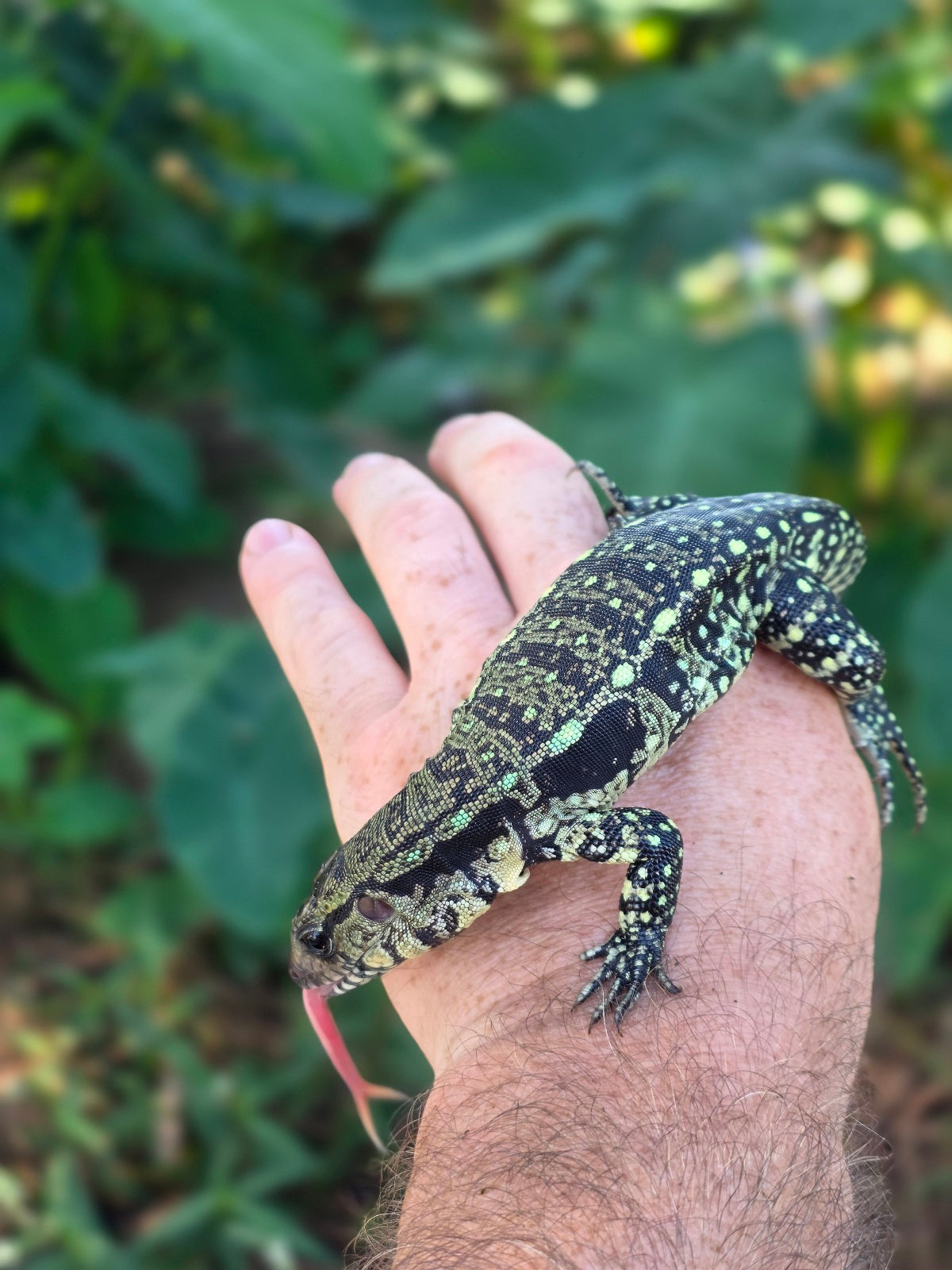 Male Blue Tegu 100% Het Albino- Tsunami x Luna