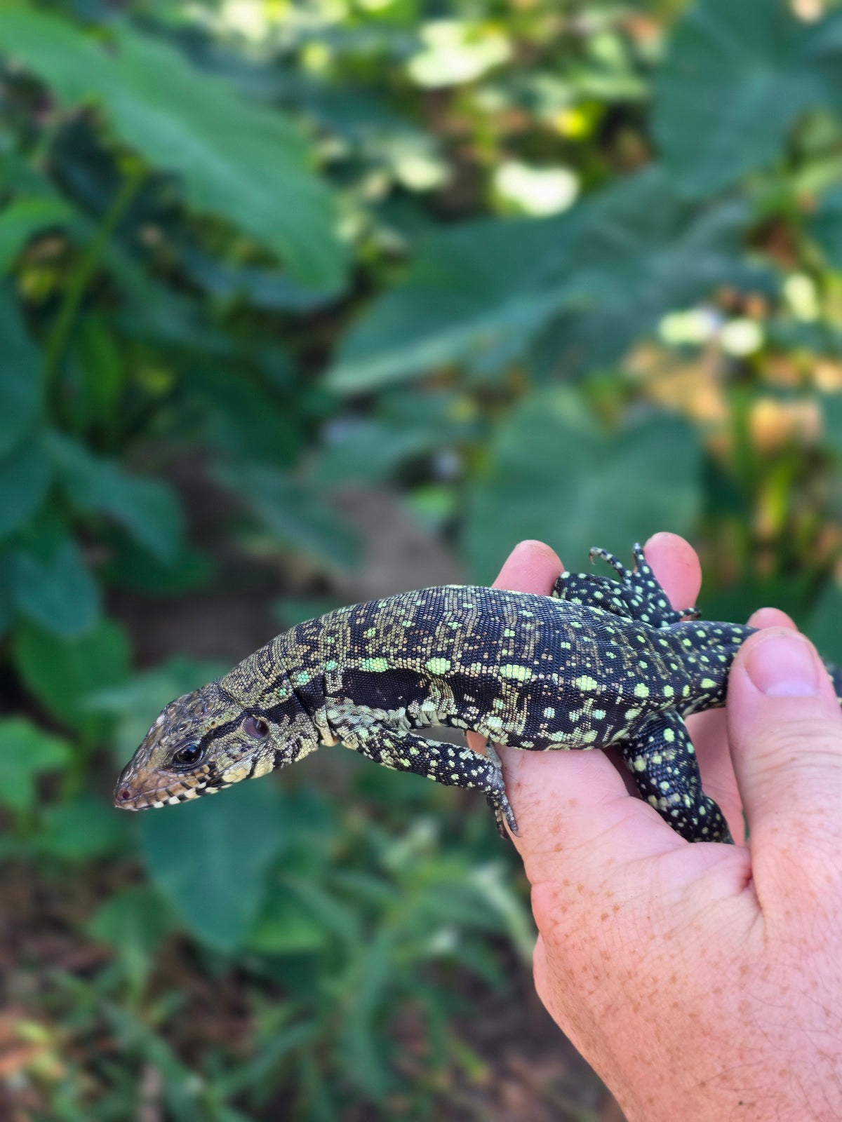 Male Blue Tegu 100% Het Albino- Tsunami x Luna