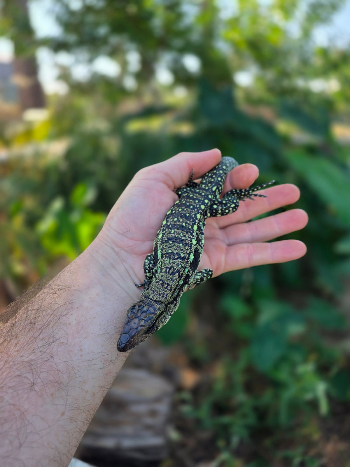 Male Blue Tegu 100% Het Albino- Tsunami x Luna