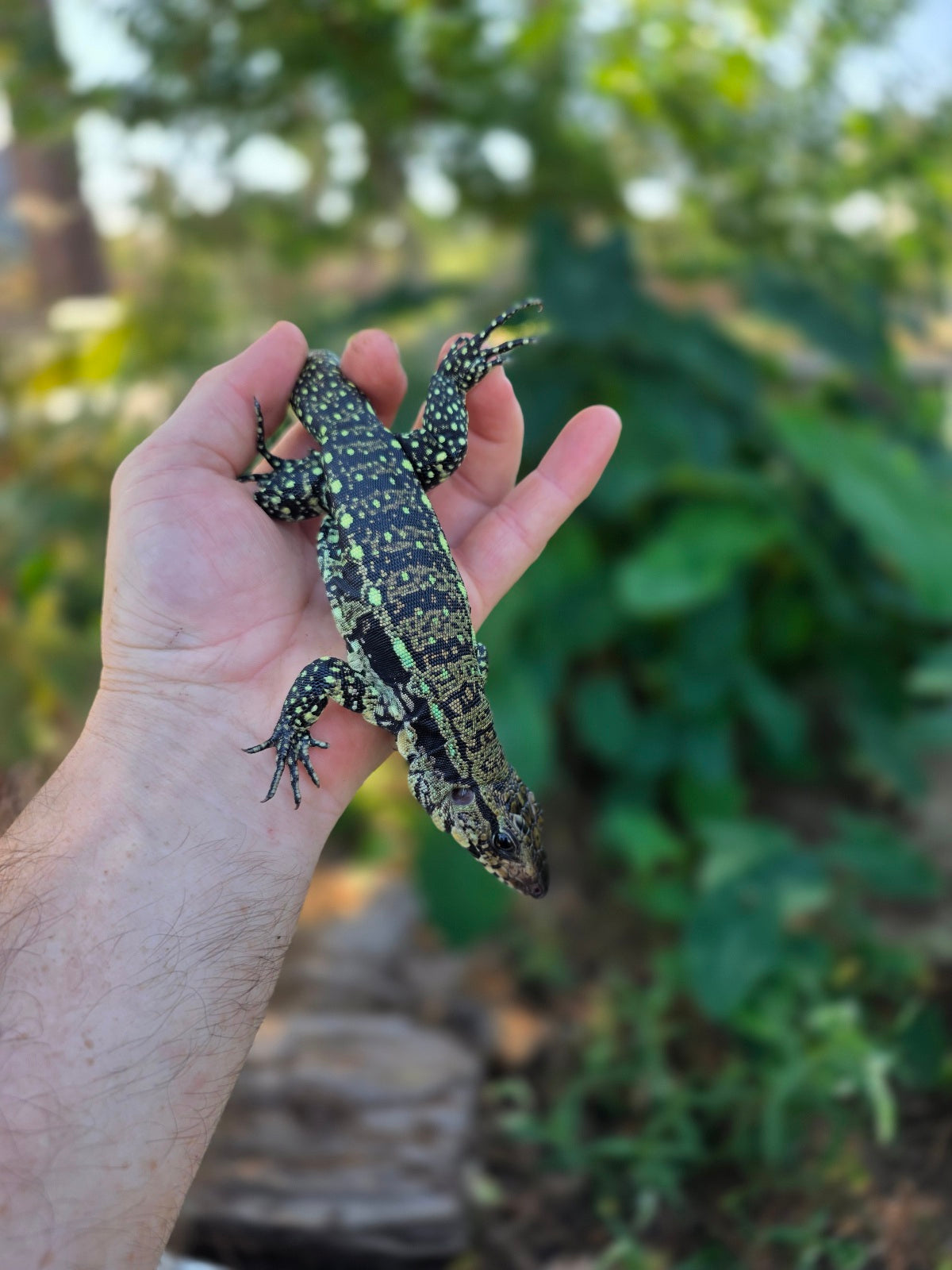 Male Blue Tegu 100% Het Albino- Tsunami x Luna