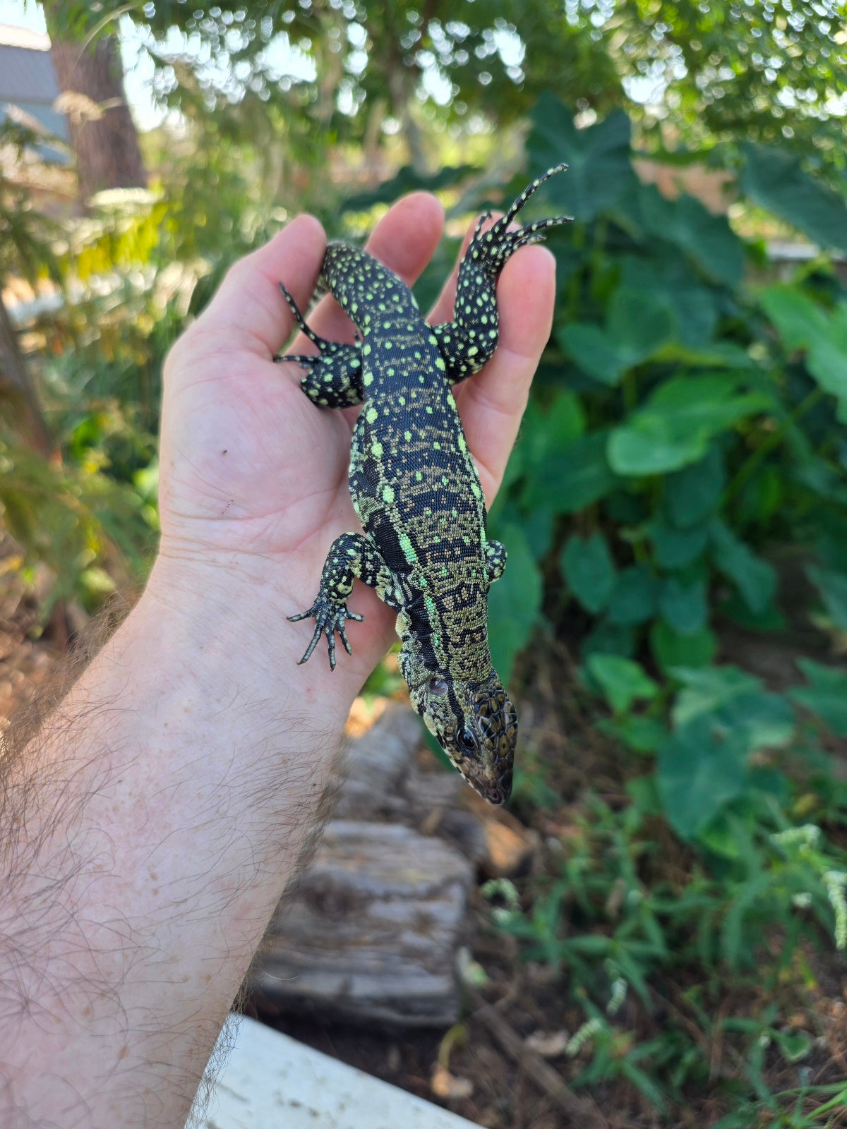 Male Blue Tegu 100% Het Albino- Tsunami x Luna