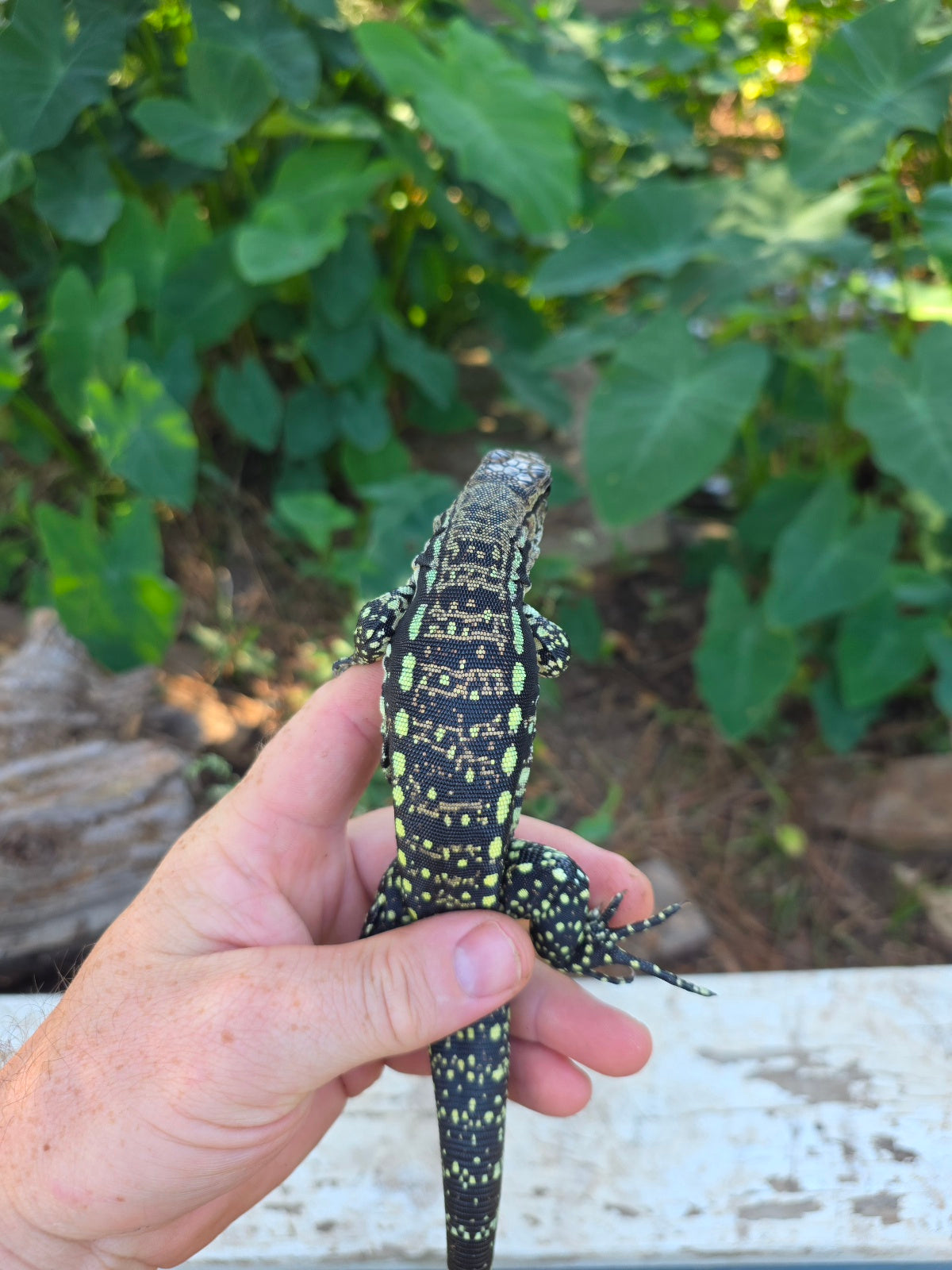 Female Blue Tegu 100% Het Albino- Tsunami x Luna