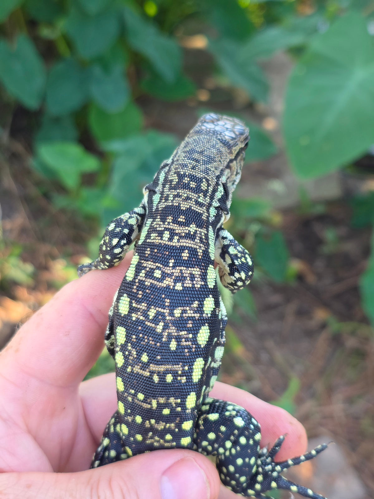 Female Blue Tegu 100% Het Albino- Tsunami x Luna