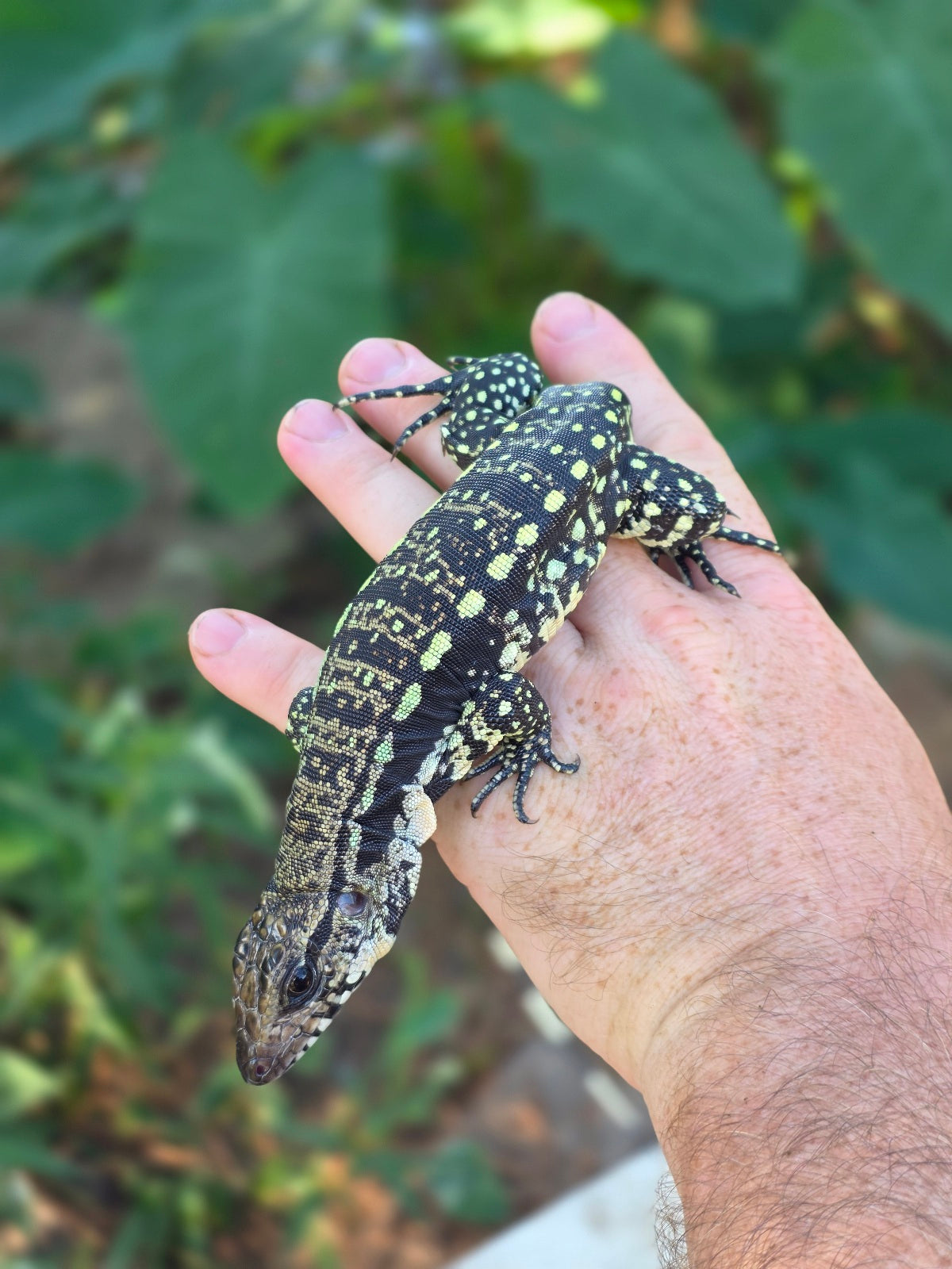 Female Blue Tegu 100% Het Albino- Tsunami x Luna