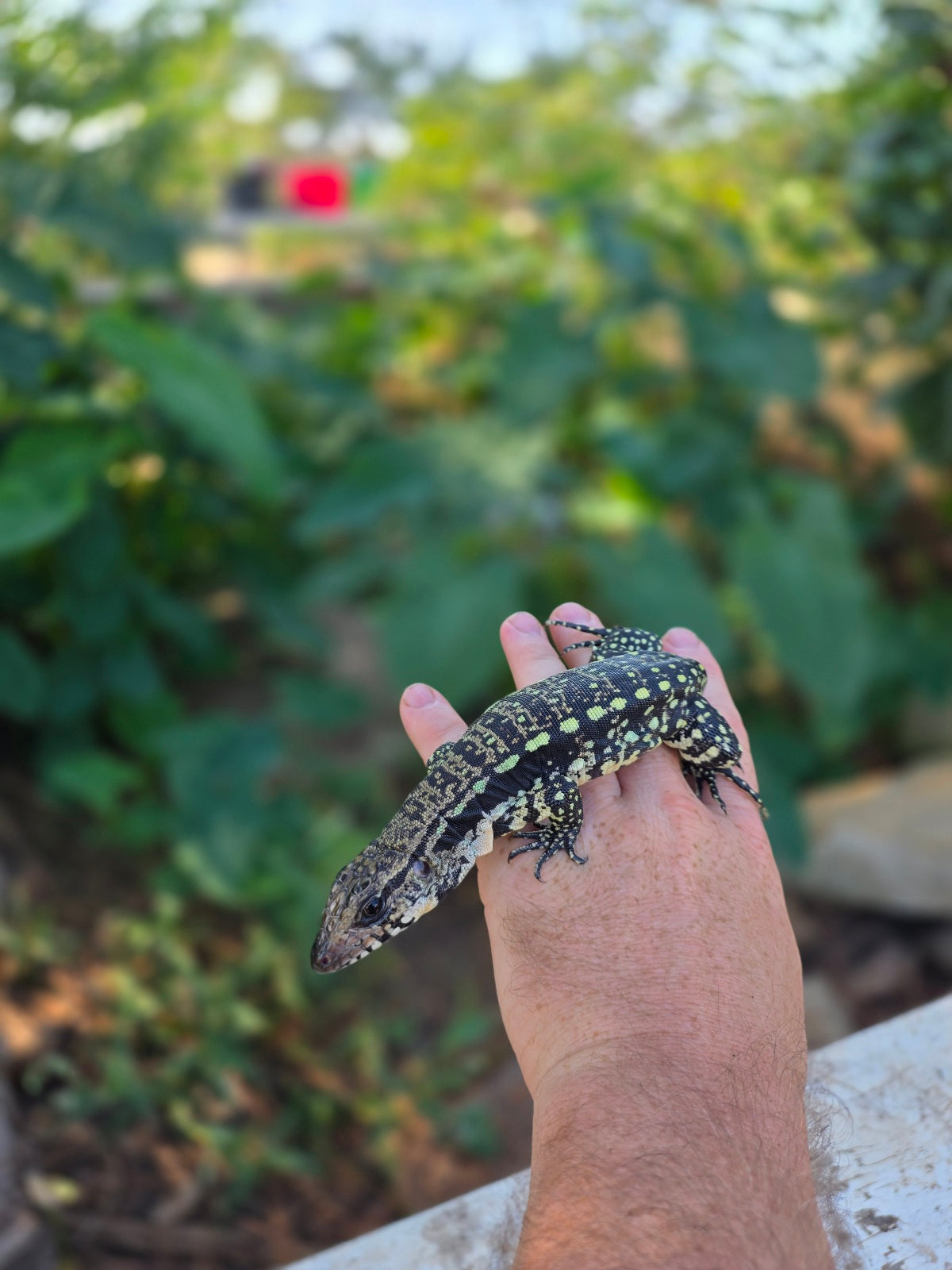 Female Blue Tegu 100% Het Albino- Tsunami x Luna