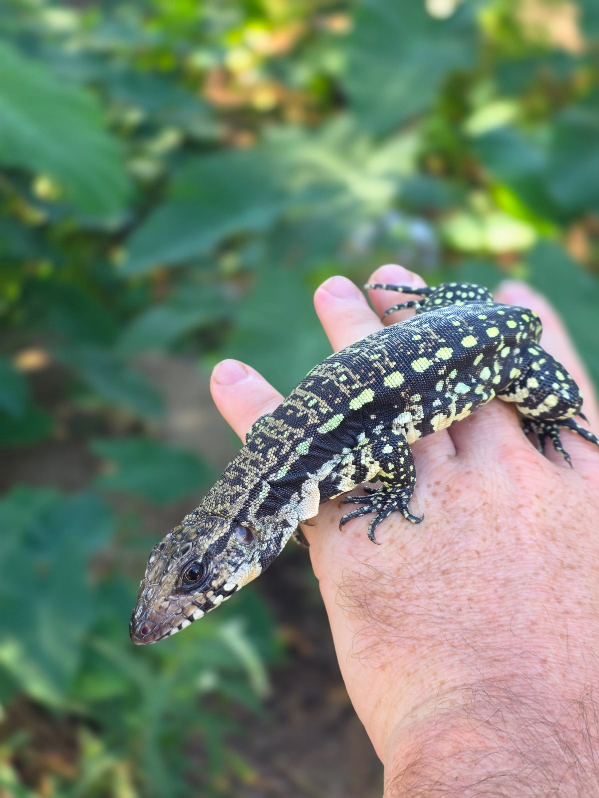 Female Blue Tegu 100% Het Albino- Tsunami x Luna