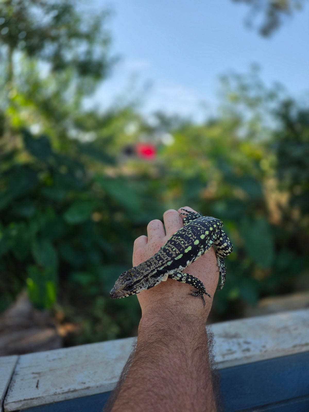 Female Blue Tegu 100% Het Albino- Tsunami x Luna