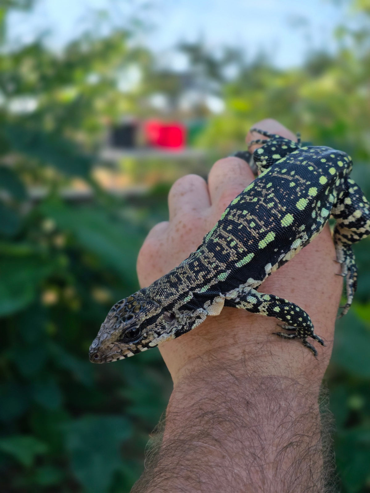 Female Blue Tegu 100% Het Albino- Tsunami x Luna
