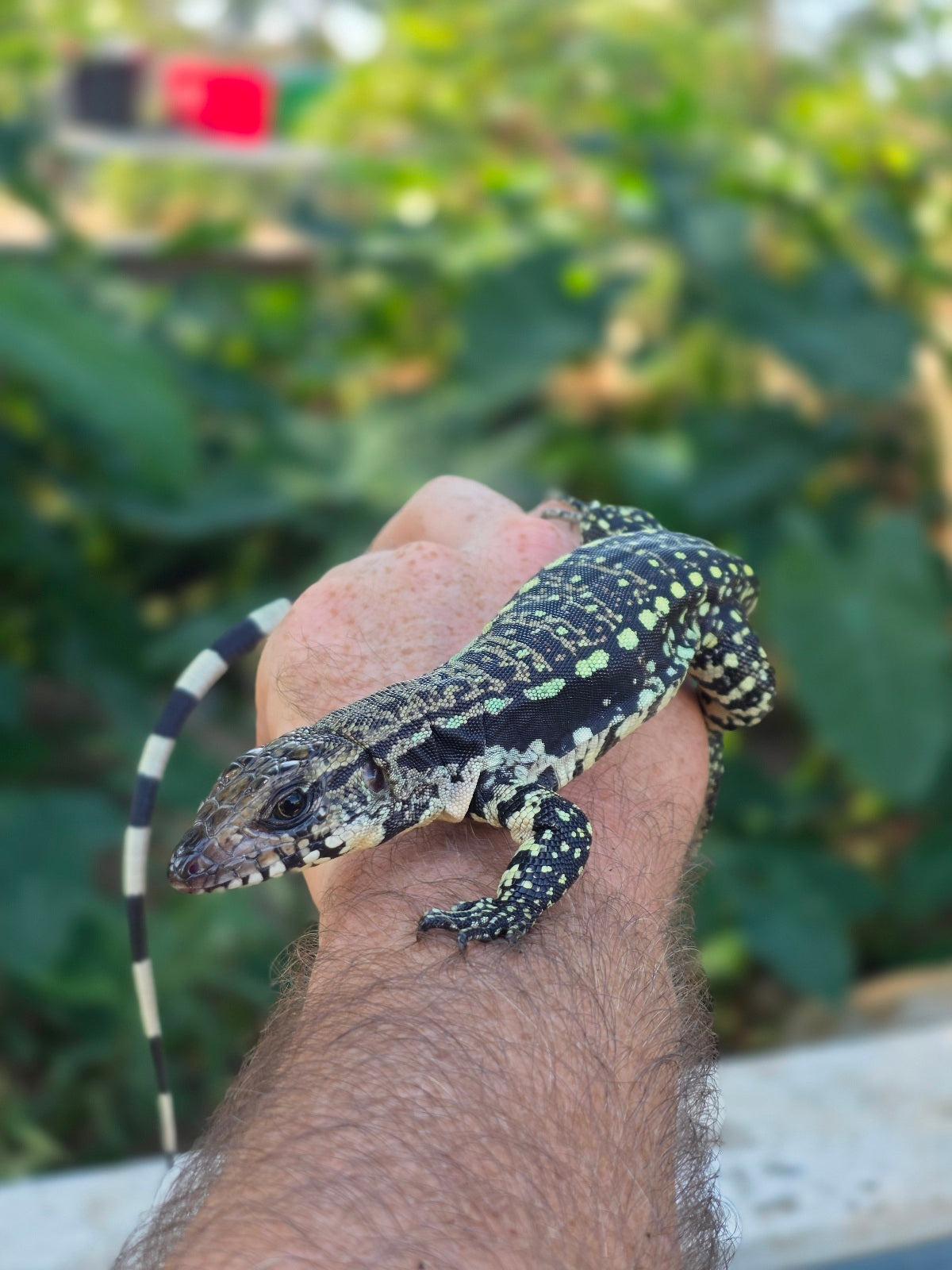 Female Blue Tegu 100% Het Albino- Tsunami x Luna