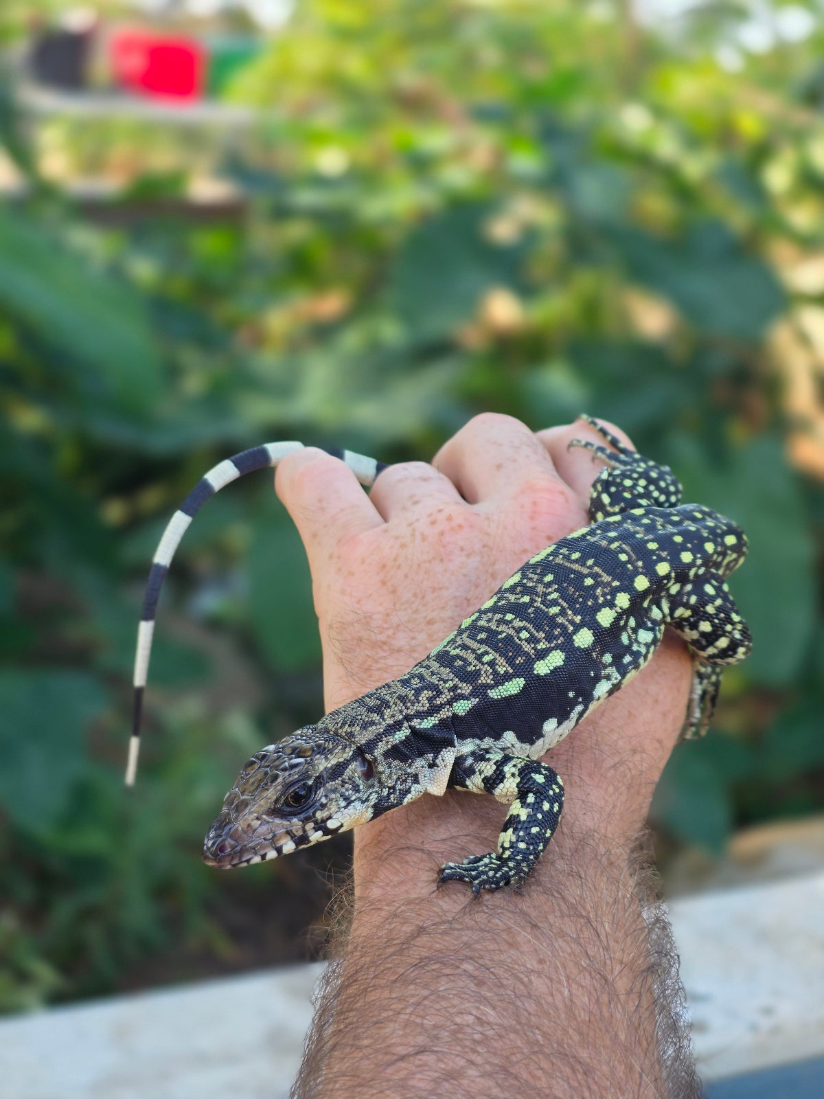 Female Blue Tegu 100% Het Albino- Tsunami x Luna