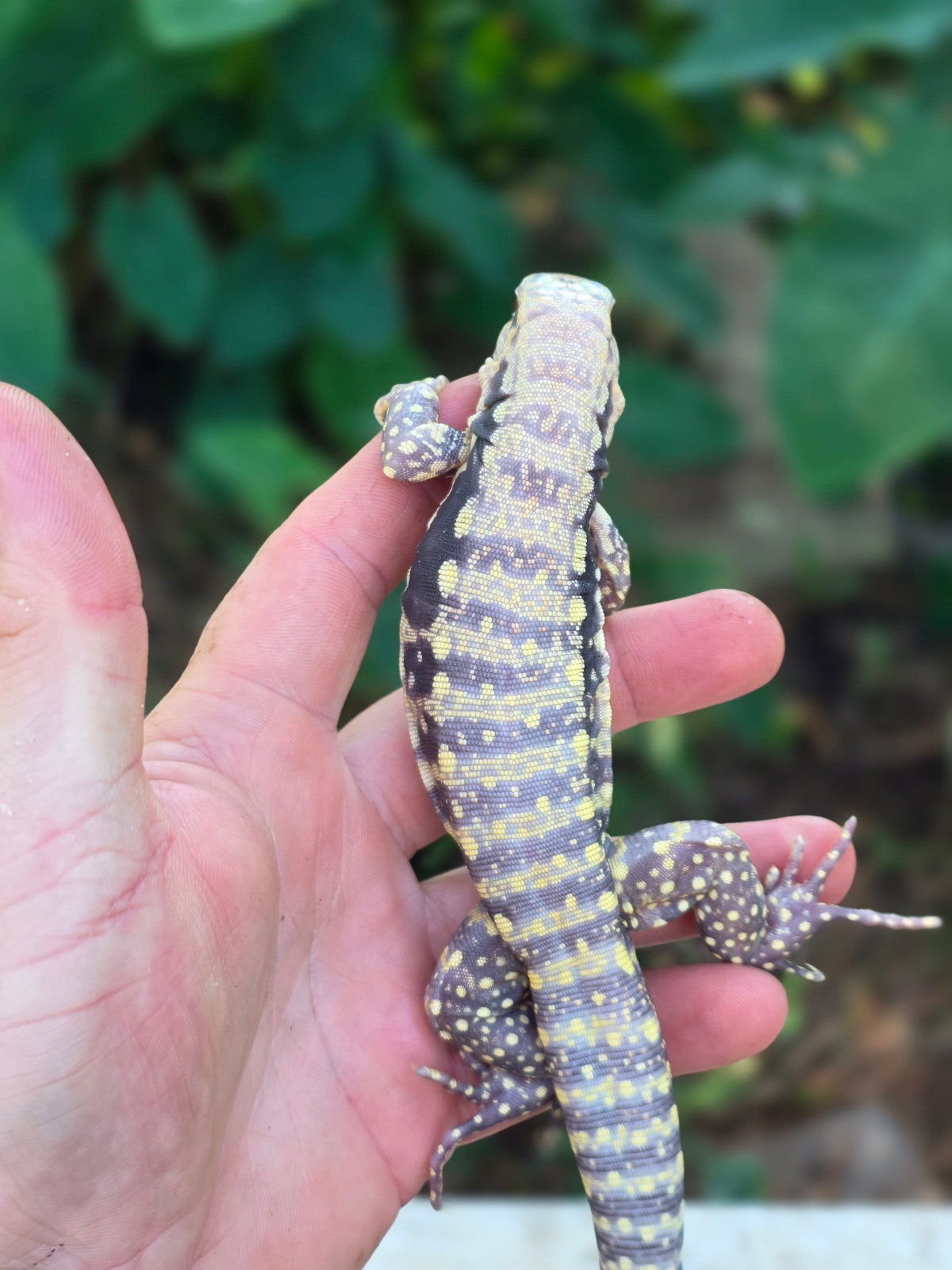 Female Blue Albino Tegu- Tsunami x Luna