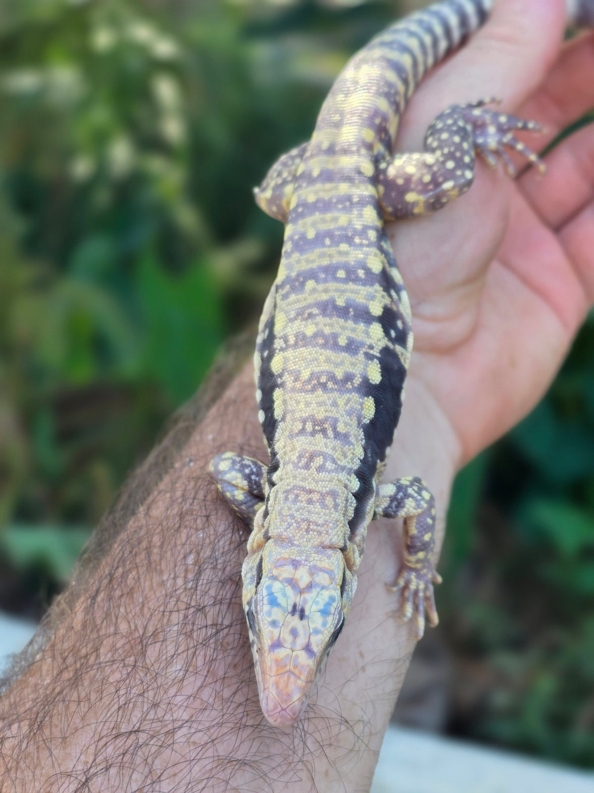 Female Blue Albino Tegu- Tsunami x Luna