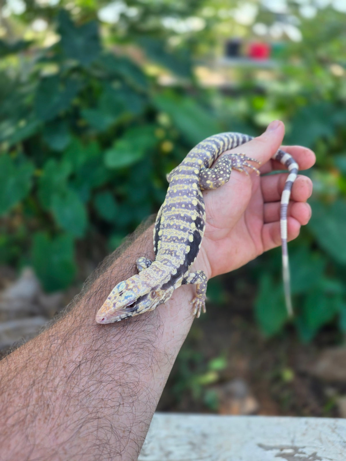 Female Blue Albino Tegu- Tsunami x Luna
