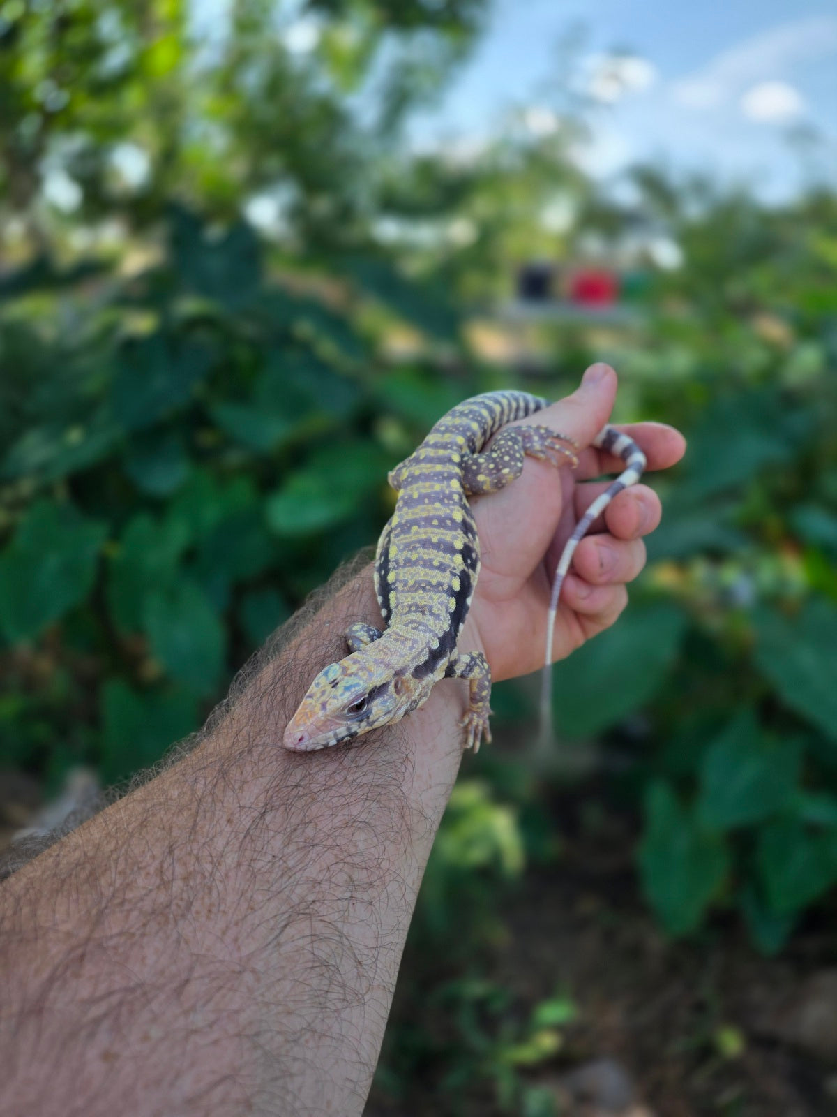 Female Blue Albino Tegu- Tsunami x Luna